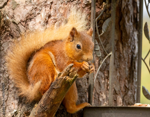 Hungry little scottish red squirrel with a nut