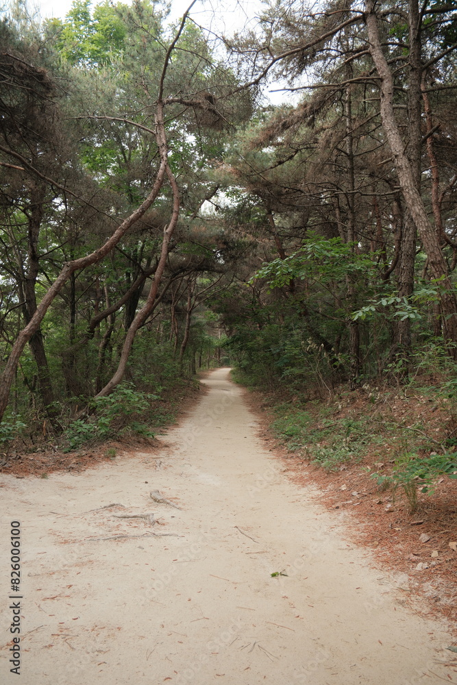 Fototapeta premium 대한민국 산의 봄의 울창한 숲속의 나무와 식물들이 만연한 등산로를 경험할 수 있는 공원 산책길 배경화면