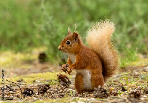 Curious little red squirrel in the woodland 