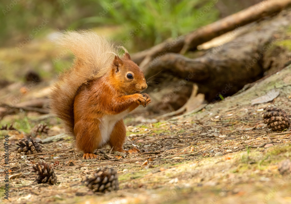 Hungry little scottish red squirrel with a nut Hungry little scottish red squirrel with a nut