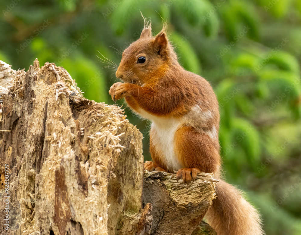 Hungry little scottish red squirrel with a nut Hungry little scottish red squirrel with a nut