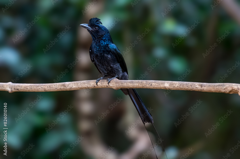 The face and neck of the crown is red, the middle of the crown is black, long down beside the head and the side is red. The birds are found in the lower western regions with black on the cheeks. The face and neck of the crown is red, the middle of the crown is black, long down beside the head and the side is red. The birds are found in the lower western regions with black on the cheeks.