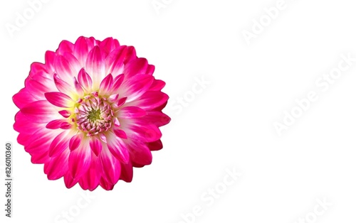 Garden dahlia: a species of Dahlia, its botanical name is Dahlia pinnata.