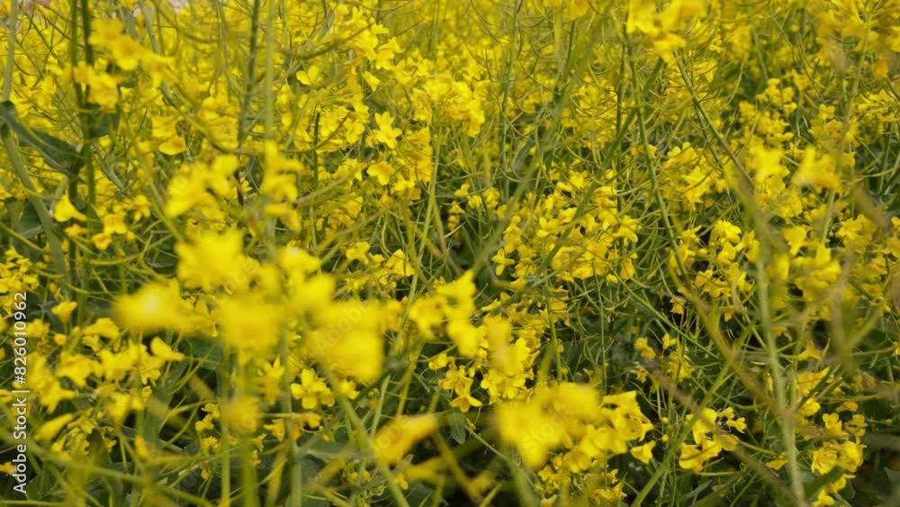 As the camera glides slowly through a rapeseed field, a macro lens captures the dense yellow flowers in breathtaking slow motion. As the camera glides slowly through a rapeseed field, a macro lens captures the dense yellow flowers in breathtaking slow motion.