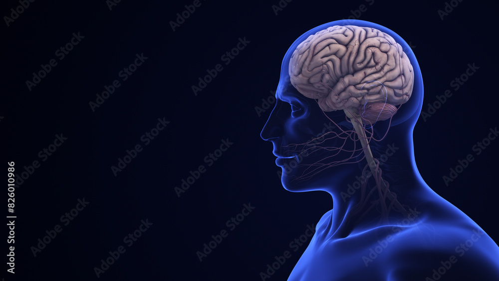 Human Brain Anatomy with Highlighted Cerebellum Human Brain Anatomy with Highlighted Cerebellum