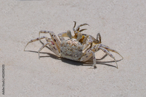 Ocypode ryderi is a species of sea-land crab belonging to the genus Ocypode. It inhabits sandy beaches and  less frequently  mangrove forests in the western part of the Indian Ocean 