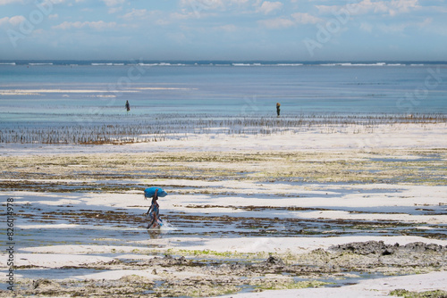 Jambiani, Zanzibar, algae cultivation - warm ocean, sandy bottom, and large differences in tides, perfect conditions for algae cultivation	
