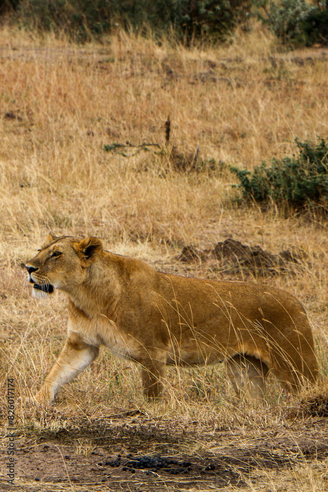 lion cub and lioness lion cub and lioness