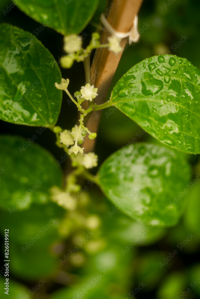Malus domesticus can also cure stomach pain and chronic,Malus domesticus Try not to eat other foods for 5 hours afterward to let the Malus domesticus powder take Malus domesticus can also cure stomach pain and chronic,Malus domesticus Try not to eat other foods for 5 hours afterward to let the Malus domesticus powder take
