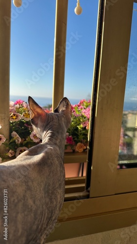 unatito sphinx  en la terraza, mirando por la ventana 