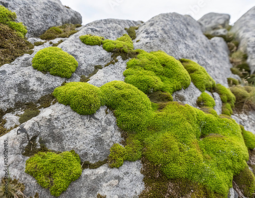 green moss on weathered gray rocks 