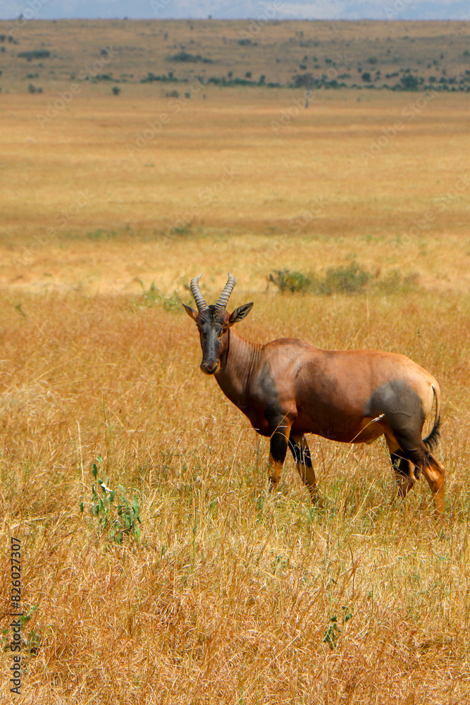 Africa Topi in the wild Africa Topi in the wild