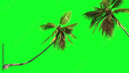 Various animated palm trees on a transparent background using an alpha channel. Travel, trip, tourism, vacation, relax.
