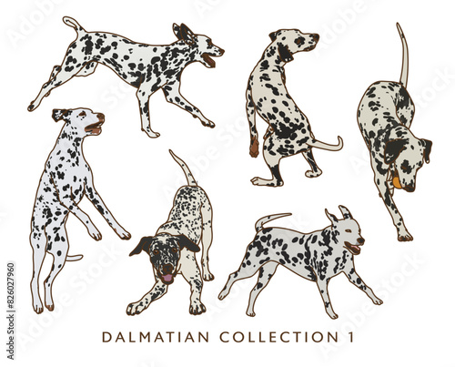 Dalmatian Dog Color Illustrations in Various Poses 1