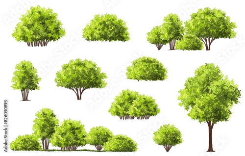 Vector watercolor of tree side view isolated on white background for landscape and architecture drawing  elements for environment and garden  painting botanical for section