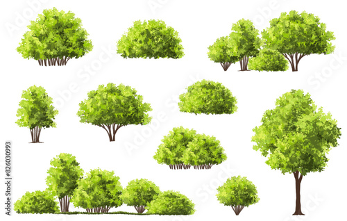 Vector watercolor of tree side view isolated on white background for landscape and architecture drawing, elements for environment and garden, painting botanical for section