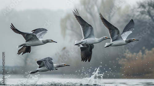 there are four birds flying over the water in the fog photo