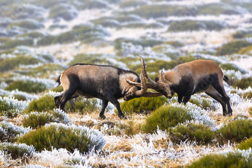 Two Alpine ibex (Capra pyrenaica victoriae) competing with their horns during the mating season in the Guadarrama Mountains. The size and shape of male horns have evolved through sexual selection