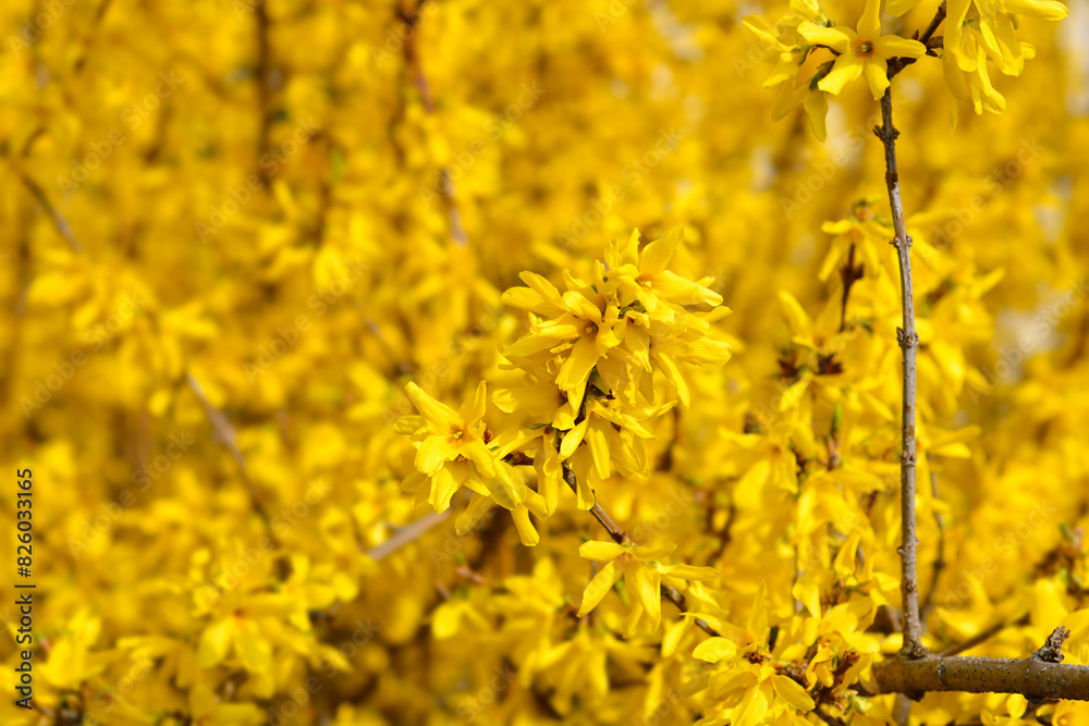 Weeping forsythia flowers Weeping forsythia flowers