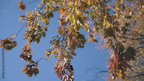 The wind blows the yellow leaves