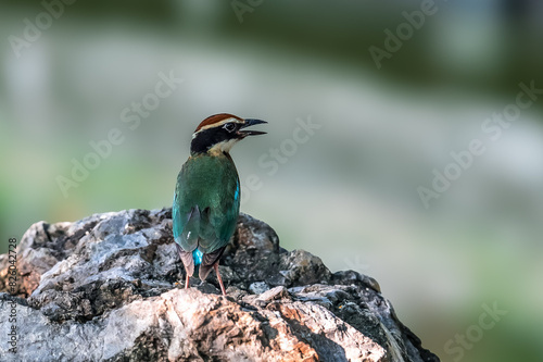 Fairy Pitta (Pitta Nympha) during migrating season