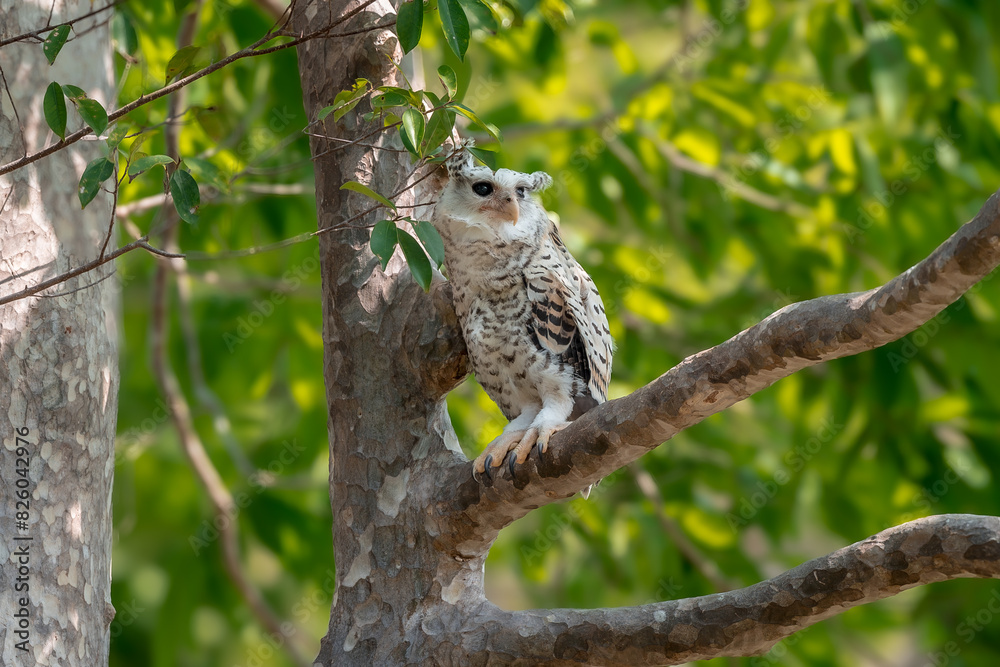 Spot-bellied Eagle Owl Largest, dark brown head, tufts of fur, erect ears. Grayish white face Dark red-brown eyes, yellow mouth, white underbody with large heart-shaped black spots scattered all over. Spot-bellied Eagle Owl Largest, dark brown head, tufts of fur, erect ears. Grayish white face Dark red-brown eyes, yellow mouth, white underbody with large heart-shaped black spots scattered all over.
