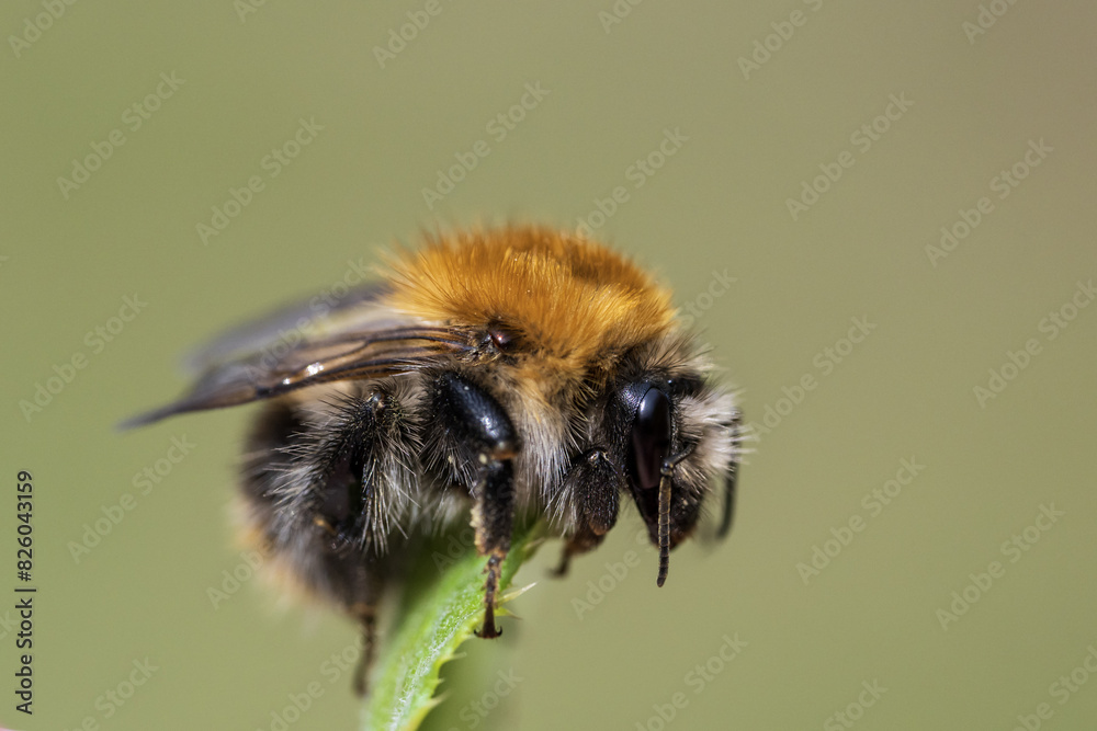 A bumblebee is sitting on a leaf A bumblebee is sitting on a leaf