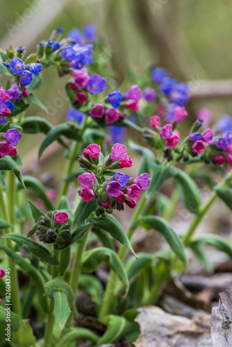 lungwort flowers bloom in the field