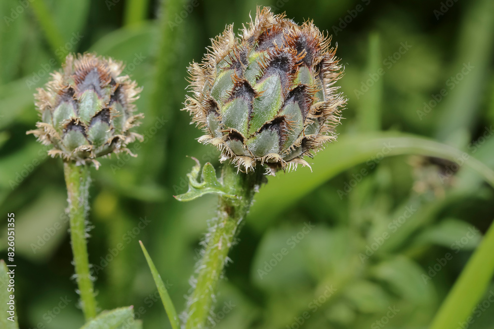 Knospen der Flockenblume, Skabiose, Centaurea jacea Knospen der Flockenblume, Skabiose, Centaurea jacea