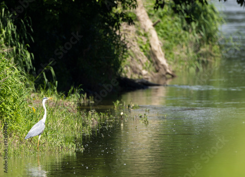 White heron   Ardea alba  Egretta alba    protected landscape Zahorie  CHKO Zahorie   area with dead branches of river Morava  Slovakia