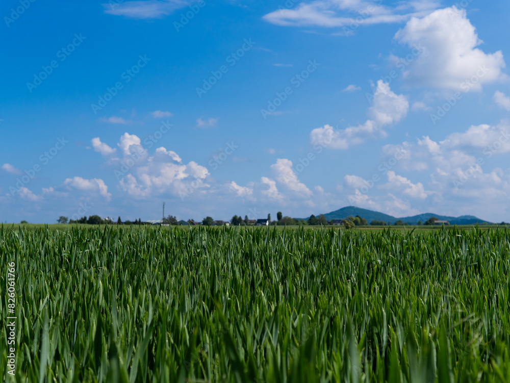 Green grass field on small hills and blue sky with clouds Green grass field on small hills and blue sky with clouds