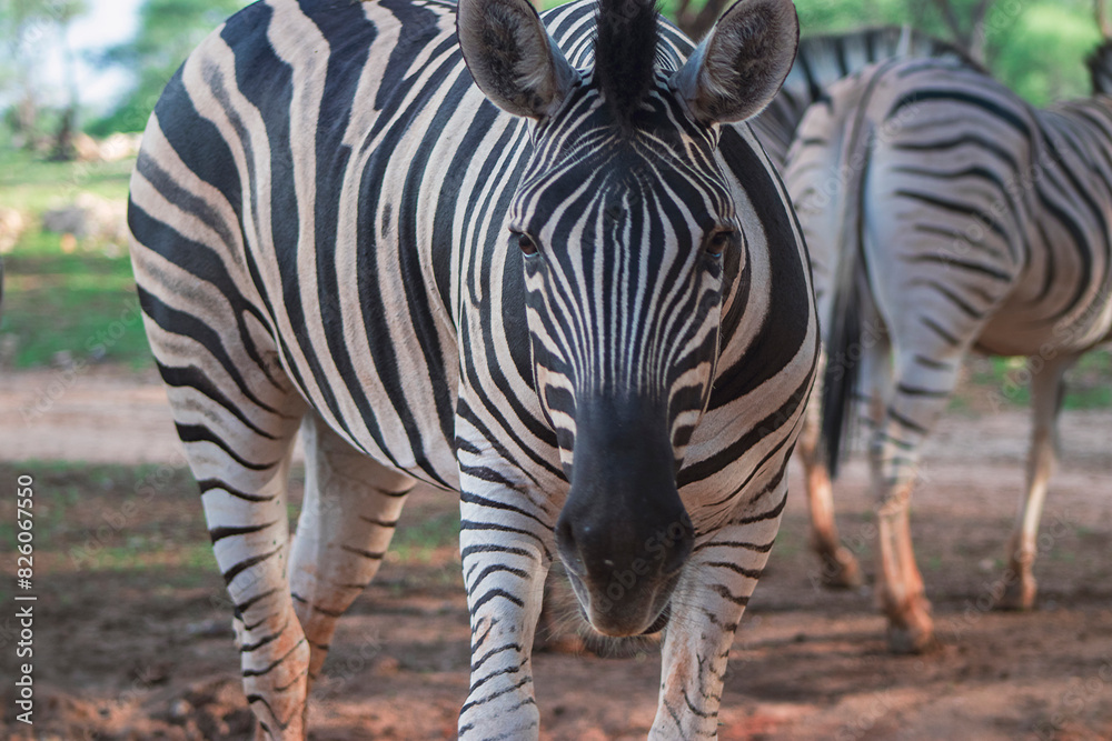 Wild african life. Close-up two Namibian mountain zebras Wild african life. Close-up two Namibian mountain zebras