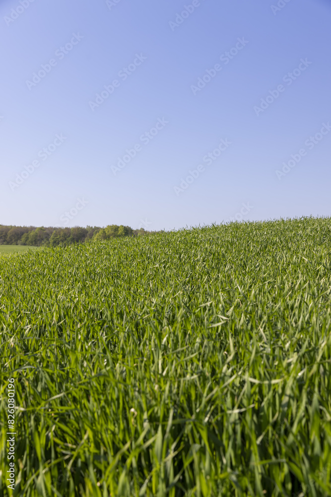 Fototapeta premium a green wheat field in the spring season