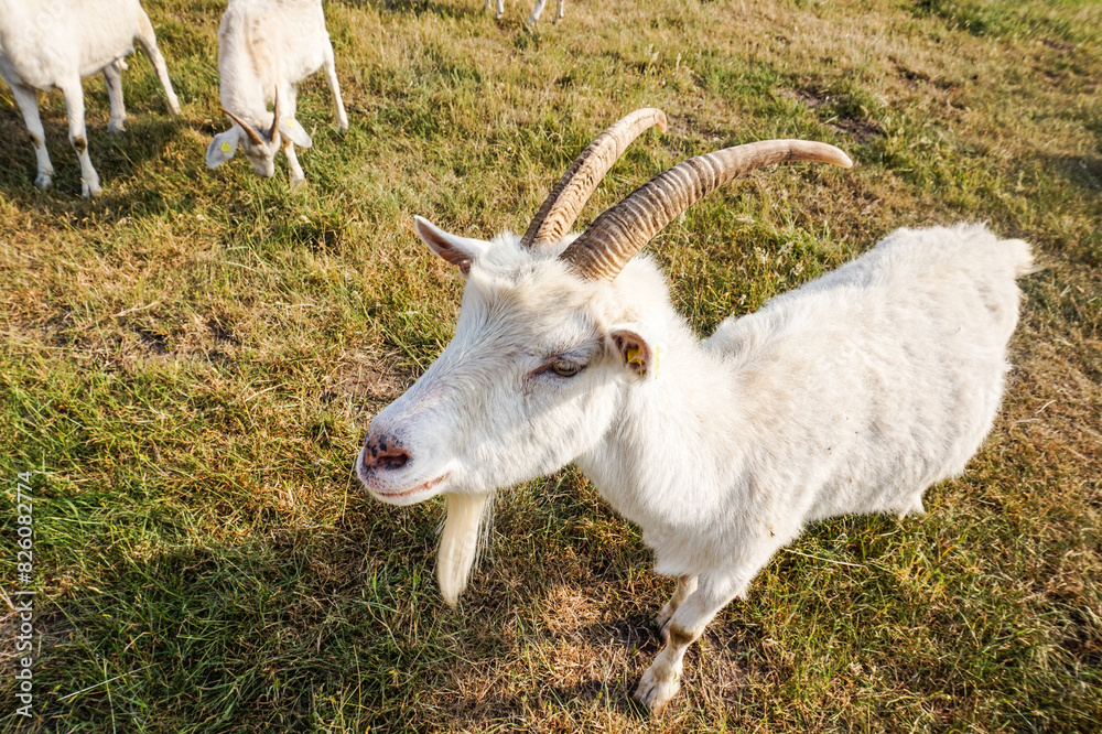 Fototapeta premium White goats in a field in northern Germany
