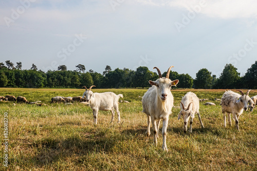 White goats in a field in northern Germany