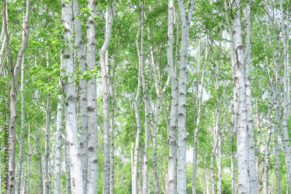 Φωτογραφία 白樺林 / Grove of Japanese white birch
