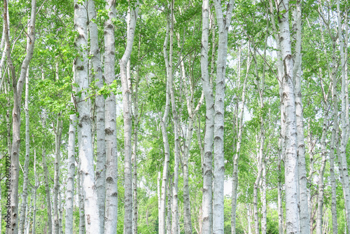Fotografie 白樺林 / Grove of Japanese white birch