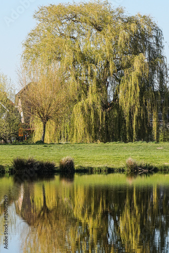 Weeping willow in a park in northern Germany