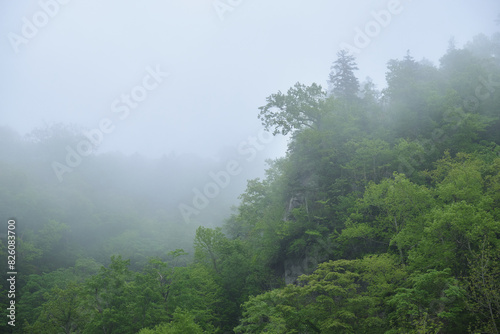                                  Eniwa Valley surrounded by fog
