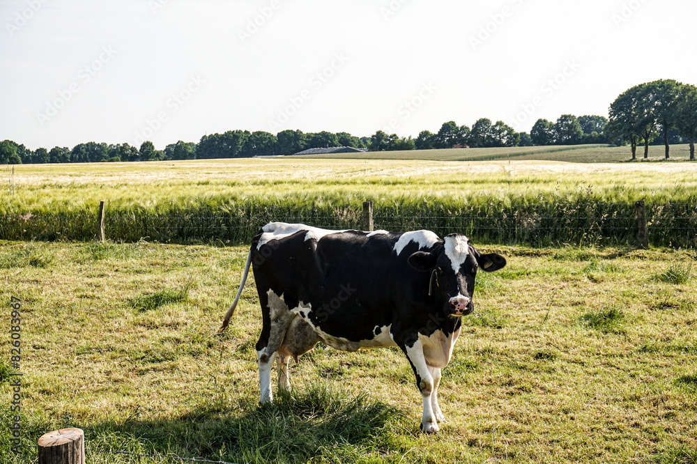 Black and white cow in a field in northern Germany Black and white cow in a field in northern Germany