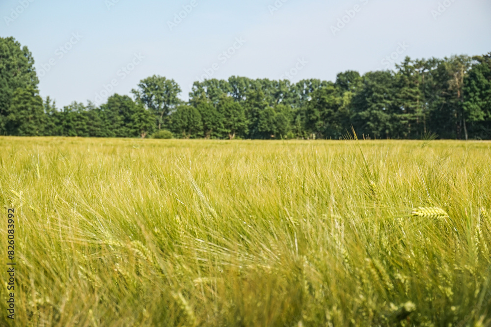 Fototapeta premium Barley field in northern Germany