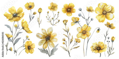 Set of watercolor yellow flowers on white background.