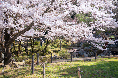 春の京都東山区 photo