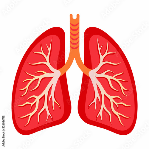 A cartoon illustration of a pair of lungs on a white background