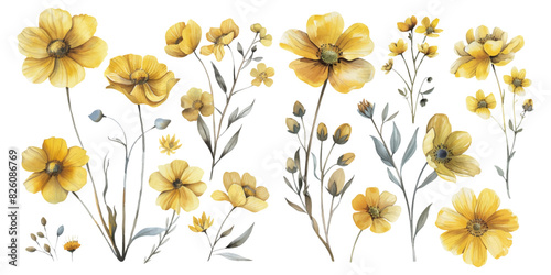 Set of watercolor yellow flowers on white background.