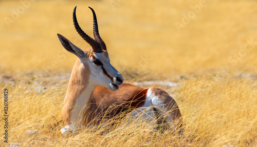Wild african animals. The springbok (medium-sized antelope) in tall yellow grass. Etosha National park. photo