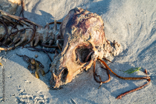 The skeleton of a dead sheep lying on the beach