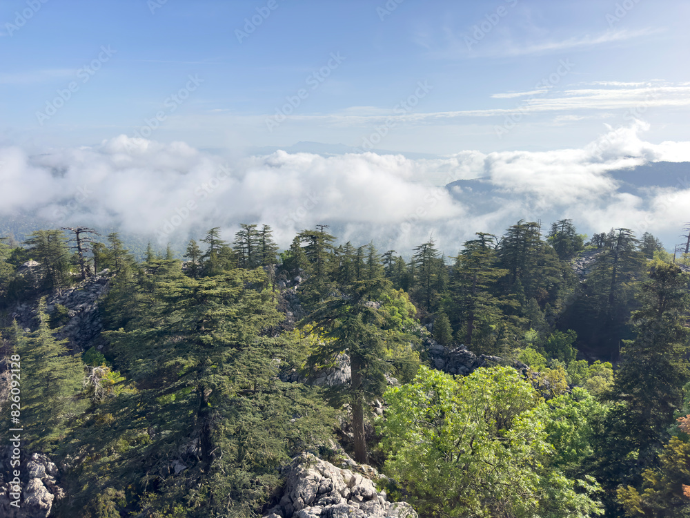Views of foggy and misty mystical forests and mountains after morning rain Views of foggy and misty mystical forests and mountains after morning rain