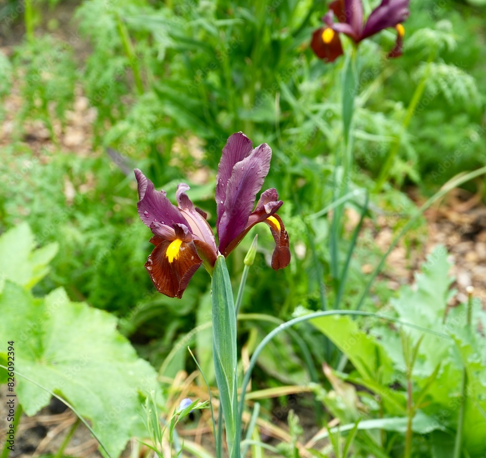 Beautiful Blue Iris flower, Iris spuria, with greenery behind. Beautiful Blue Iris flower, Iris spuria, with greenery behind.