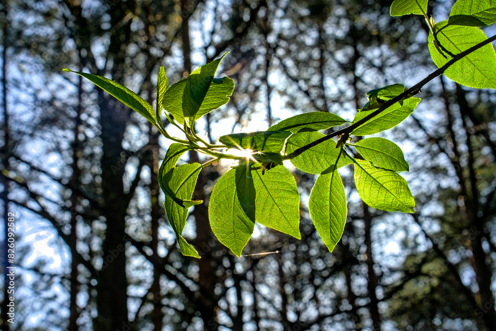 Fototapeta premium Close-up of green leaves on a branch with sunlight filtering through, creating a sunburst effect in a peaceful forest setting.
